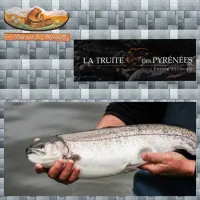 la truite des pyrenees